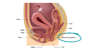 Suelo pélvico - Fisiobalance