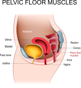 suelo pelvico fisioterapia